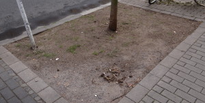 Kahle Baumscheibe in der Saarlandstraße