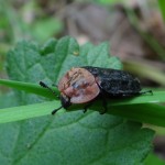Rothalsige Silphe (Oiceoptoma thoracicum)