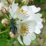 Blaugrüner Schenkelkäfer (Oedemera nobilis) P1110417