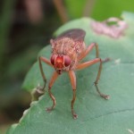 Fliege im Groppenruch