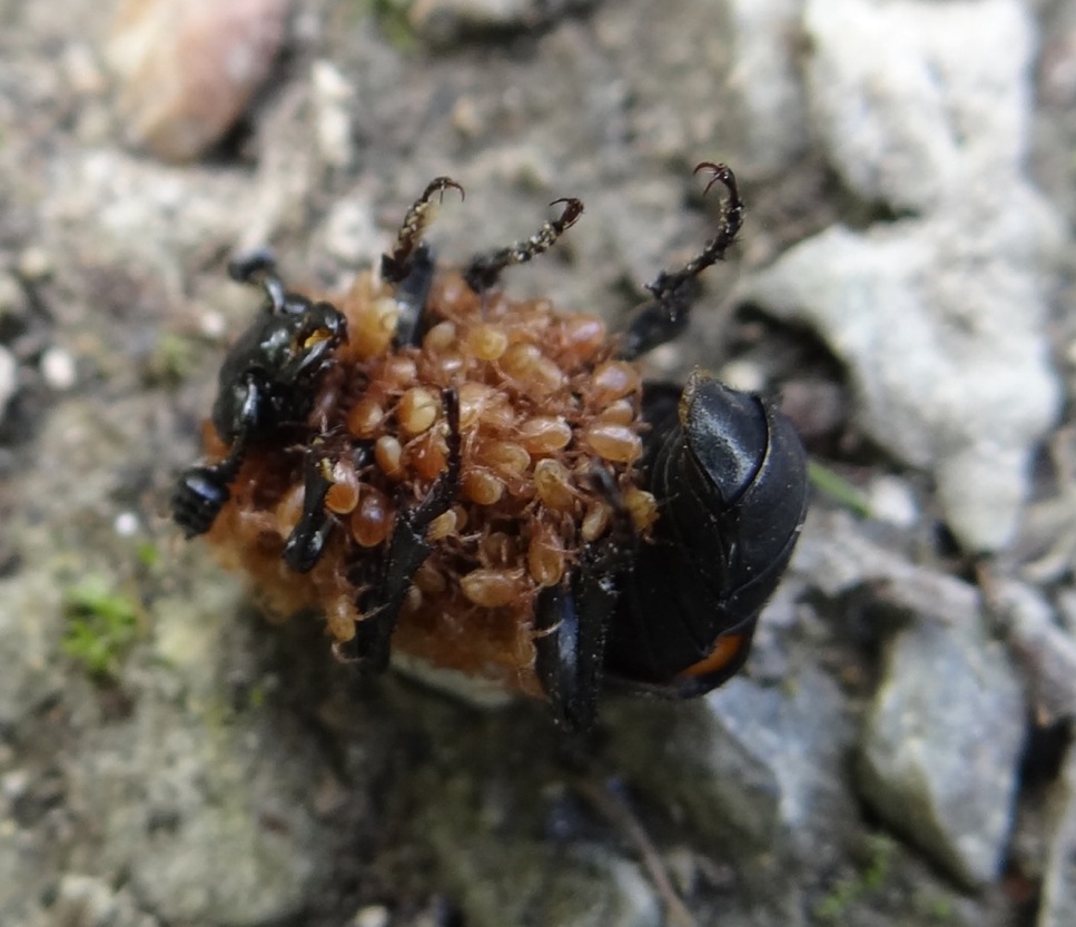 Totengräber Groppenbruch 2014