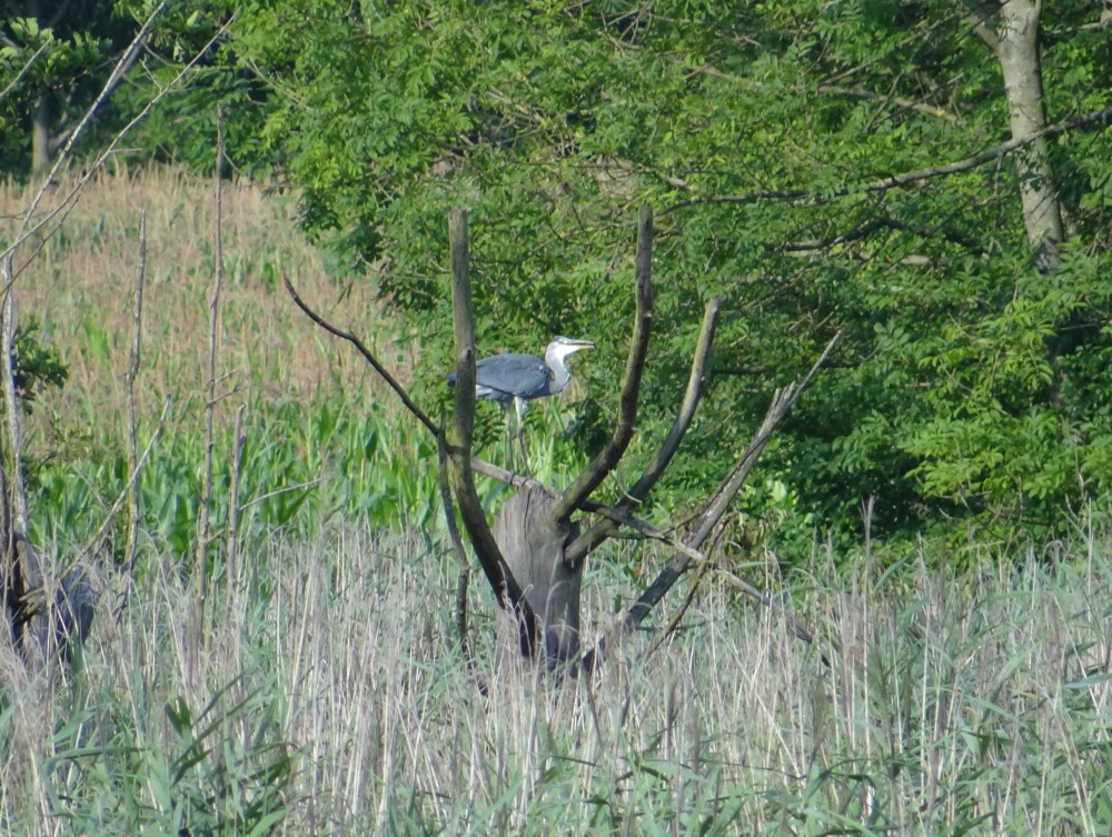 Graureiher-groppenbruch-2014
