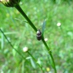 Käfer an Margerite
