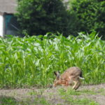 HRB Mengede 06-2016 Hase