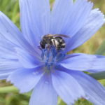 Insekt an Wegwarte HRB-2-7-2017