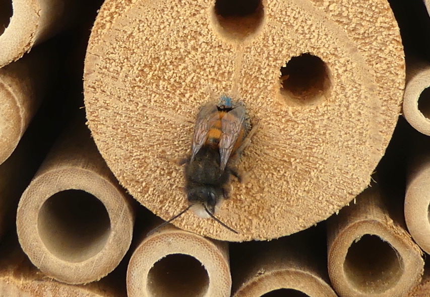 Gehörnte Mauerbienen am Insektenhotel