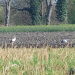 Weißstörche im Groppenbruch