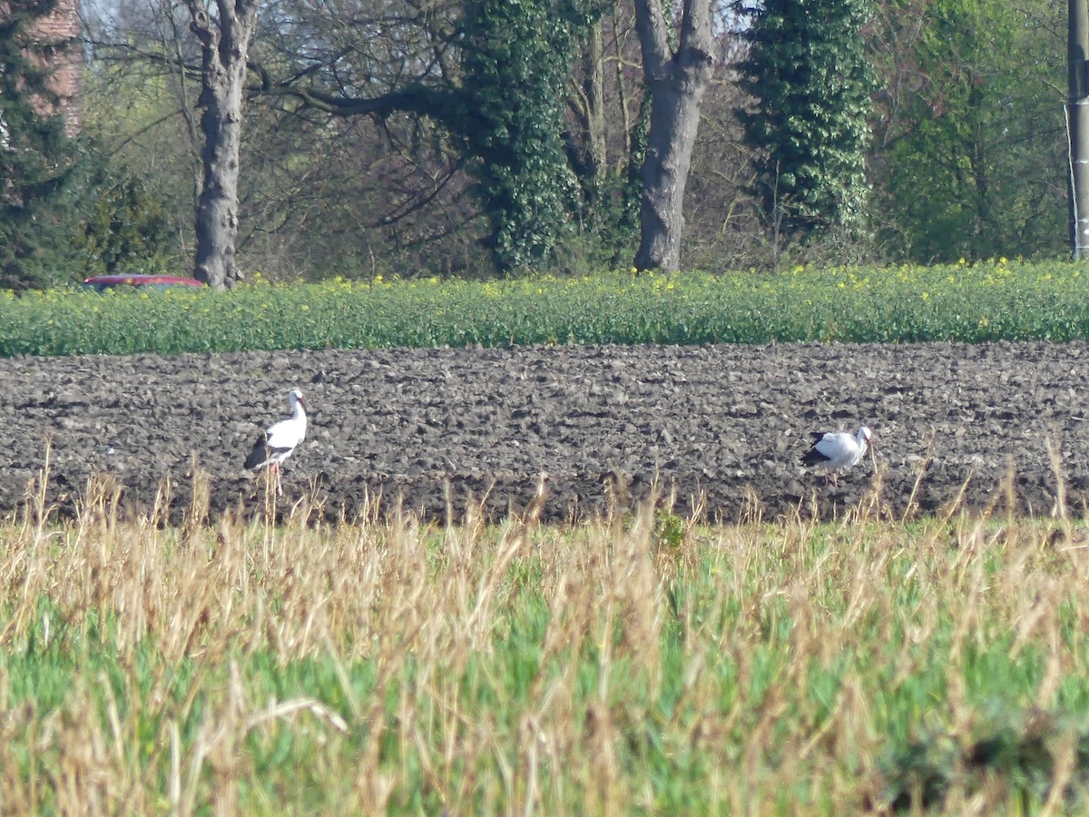 Weißstörche im Groppenbruch