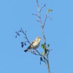 Fitis im Groppenbruch