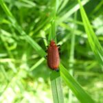 Rotköpfiger Feuerkäfer