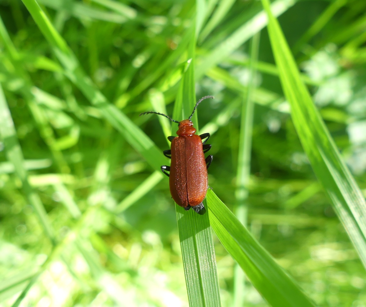 Rotköpfiger Feuerkäfer