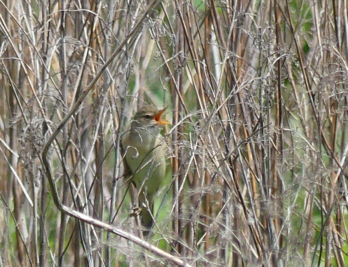 Sumpfrohrsänger im Groppenbruch