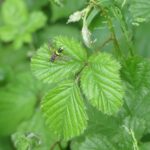 Zweiband-Wespenschwebfliege