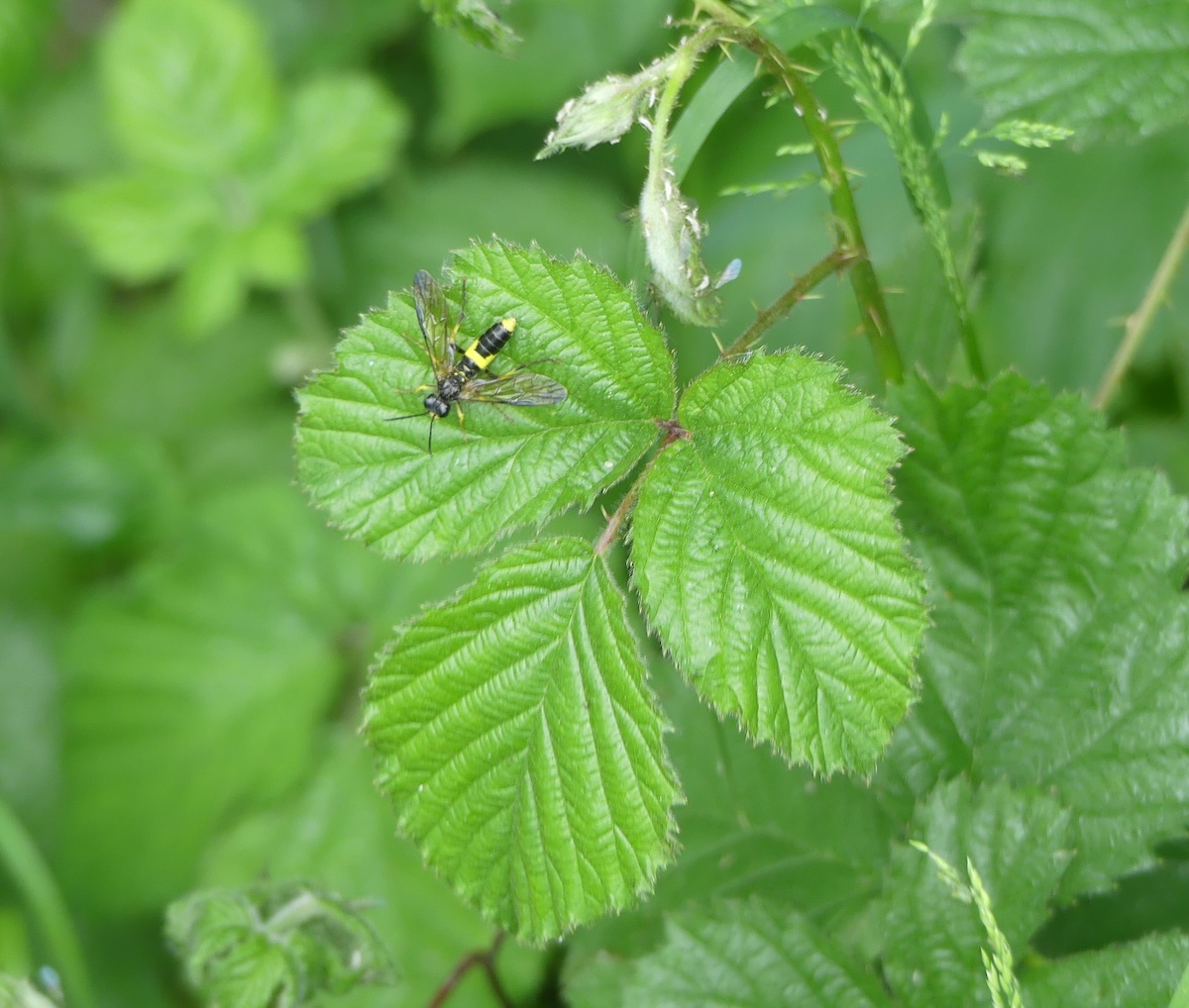 Zweiband-Wespenschwebfliege