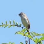 Dorngrasmücke im Groppenbruch