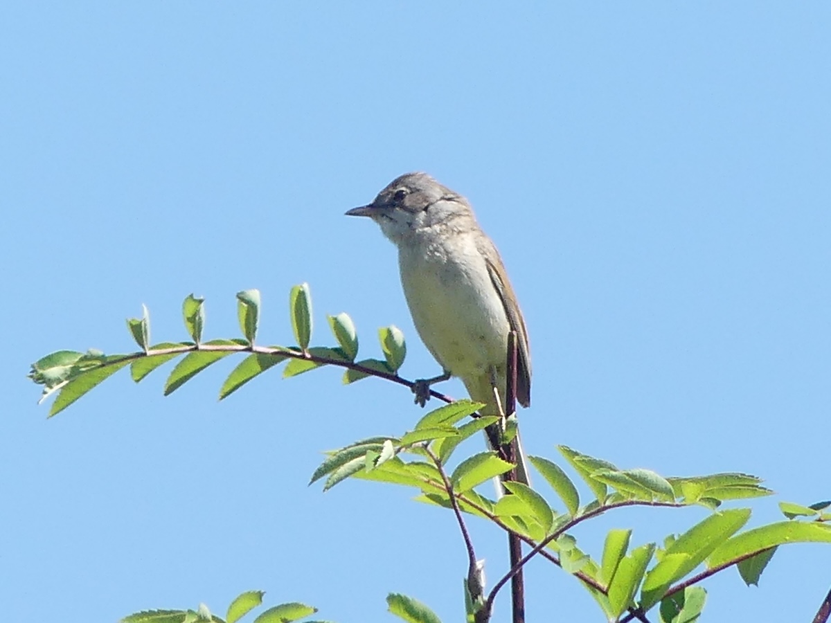 Dorngrasmücke im Groppenbruch