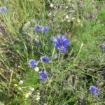 Kornblumen im Groppenbruch