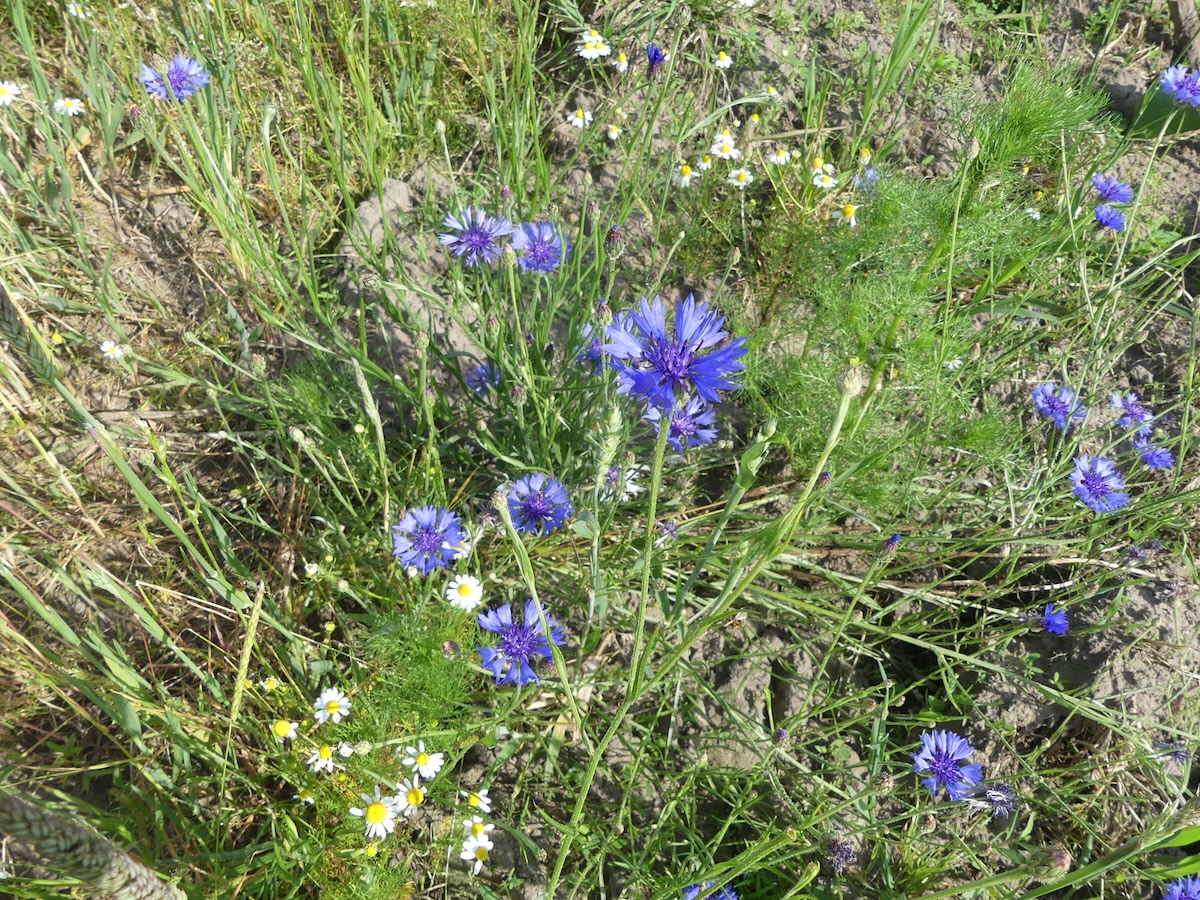 Kornblumen im Groppenbruch