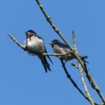 Rauchschwalben im Groppenbruch