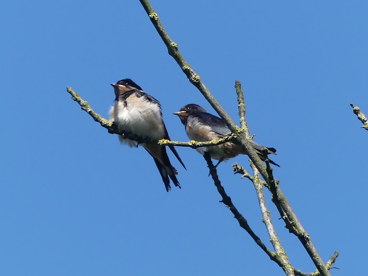 Rauchschwalben im Groppenbruch