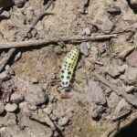 Marienkäfer unbestimmt