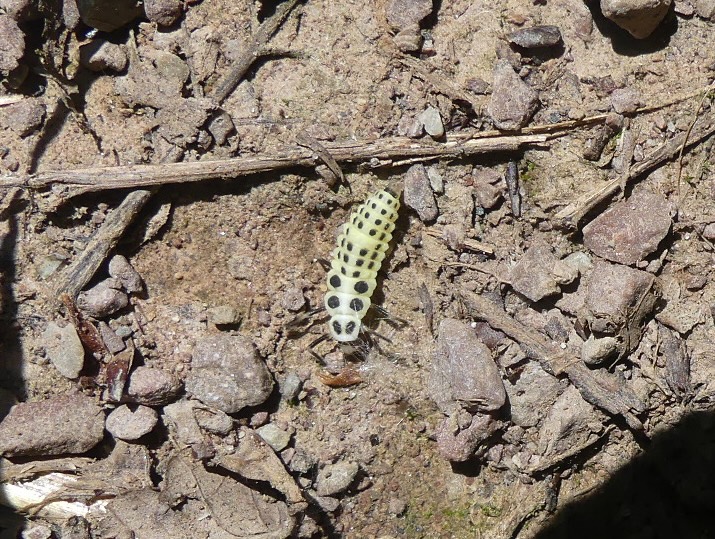 Marienkäfer unbestimmt