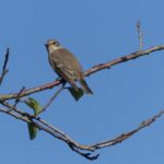 Grauschnäpper im Groppenbruch