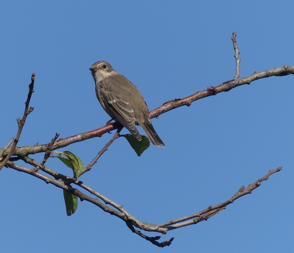 Grauschnäpper im Groppenbruch