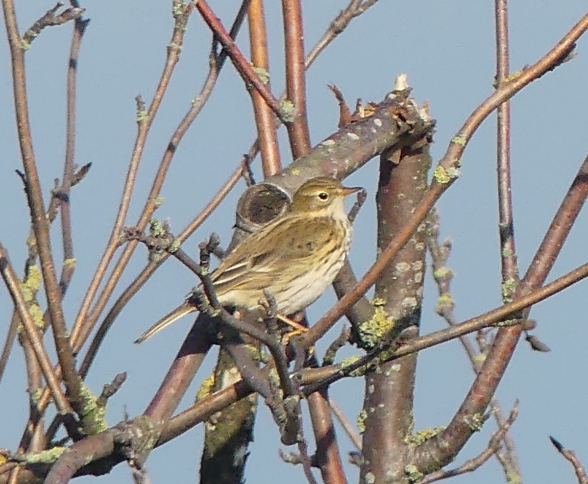 Wiesenpieper im Groppenbruch